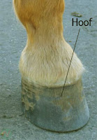 hoof