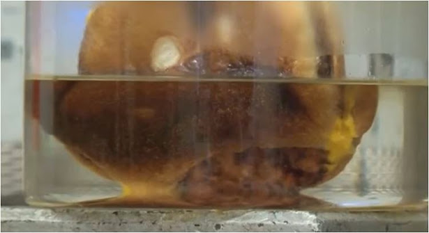 Η διατροφική αξία ενός μπέργκερ