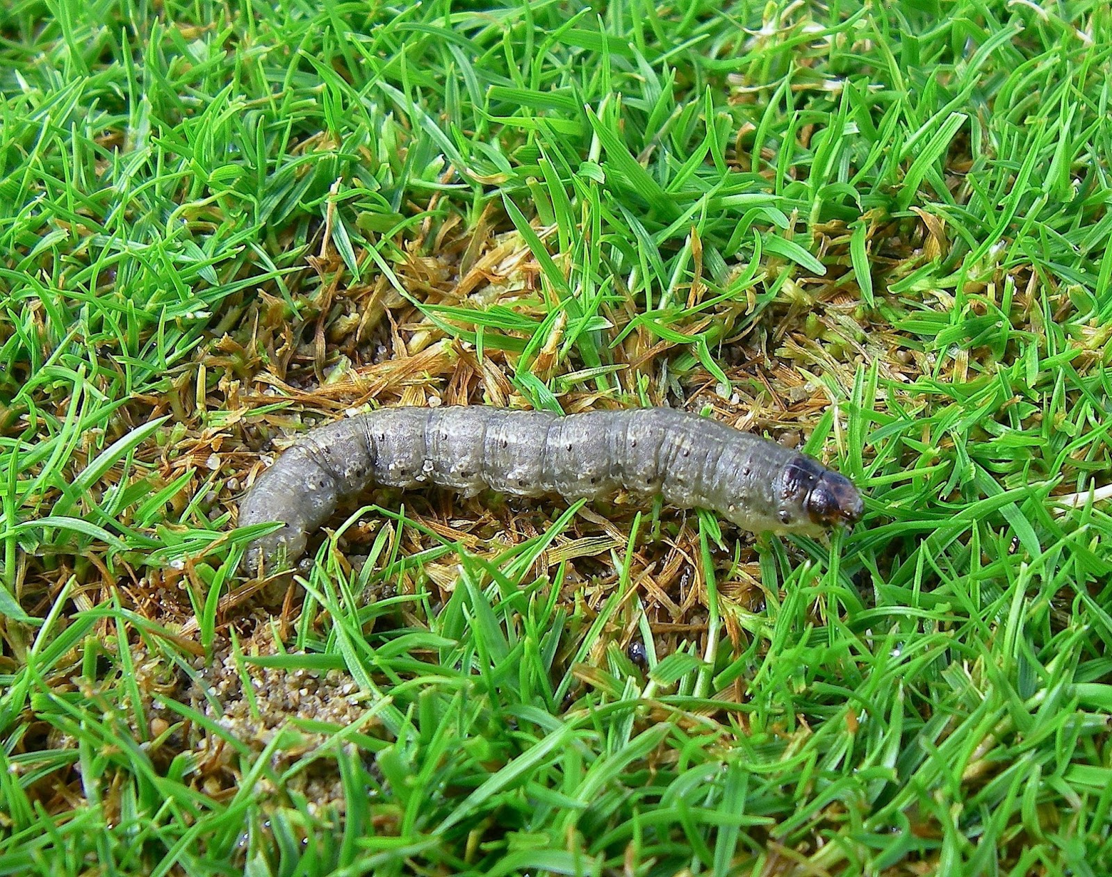 Purdue Turf Tips Monitoring and Managing Caterpillars