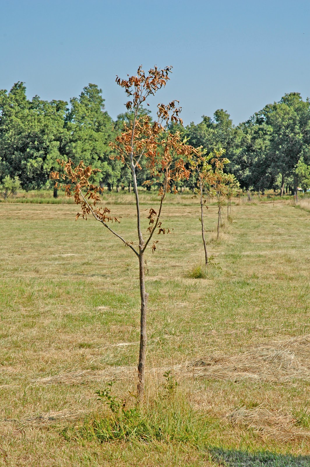 Northern Pecans Transplanted trees need water
