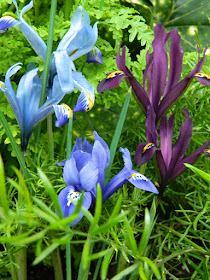Iris reticulata Blue Purple  Reticulated Iris at the Allan Gardens Conservatory 2016 Spring Flower Show by Paul Jung Gardening Services