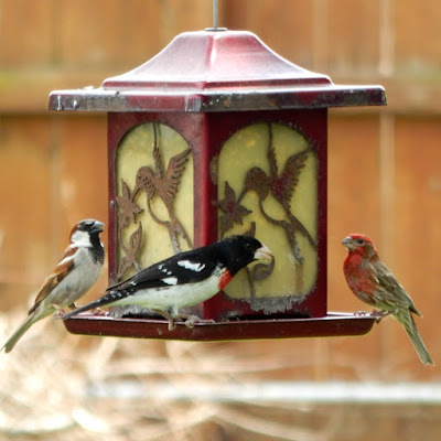 3 birds on feeder