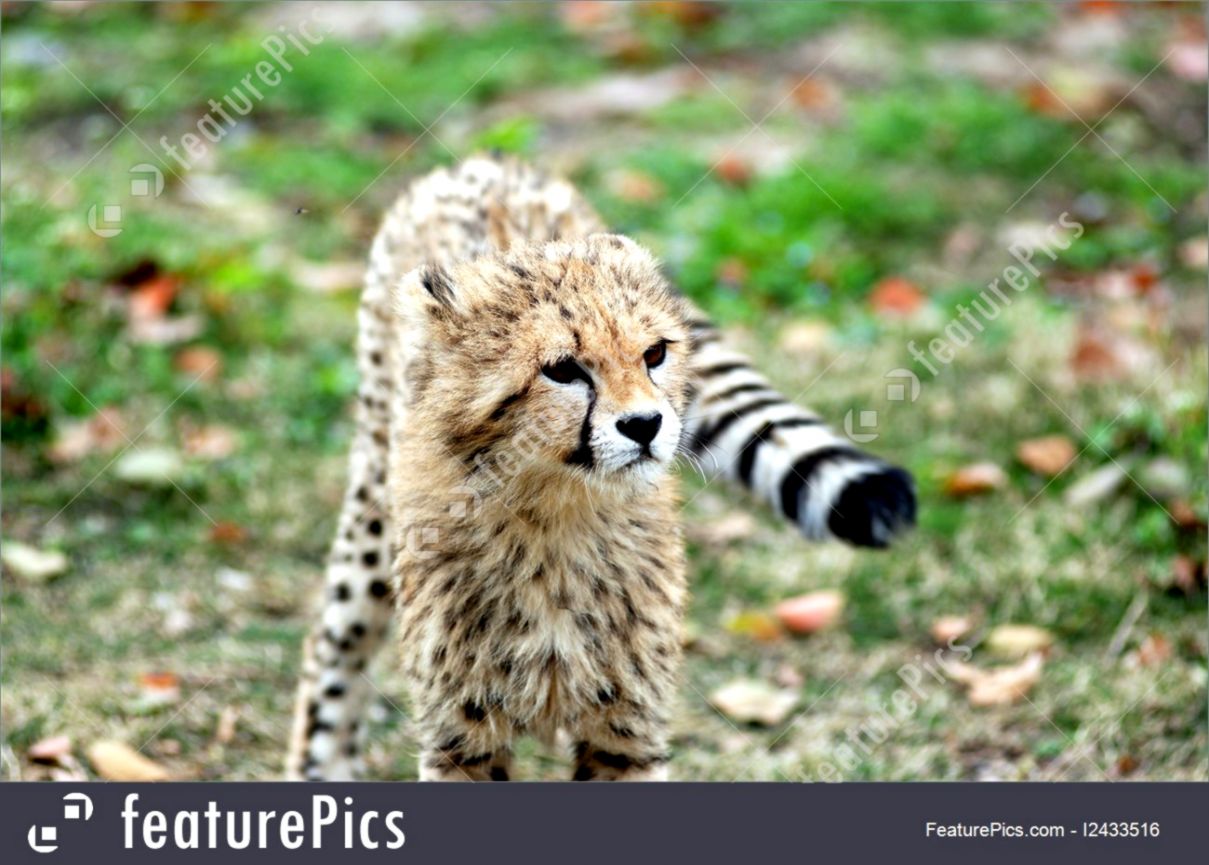 Cute Baby Cheetah Stock Photo I2433516 at FeaturePics Cute Baby Cheetah Stock Photo I2433516 at FeaturePics