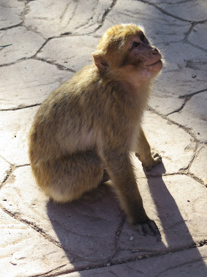 Mono en las Cascadas de Ouzoud
