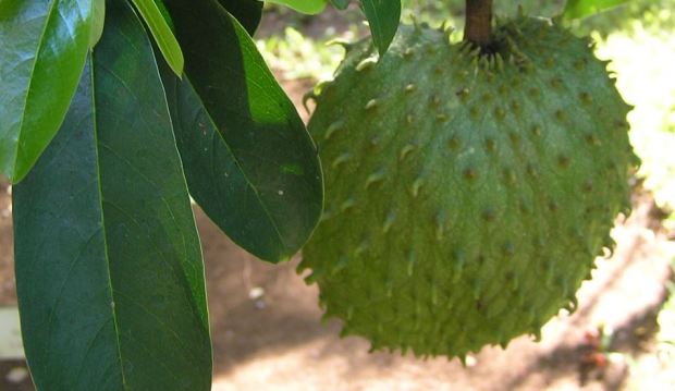 khasiat daun sirsak untuk paru-paru khasiat daun sirsak untuk paru-paru