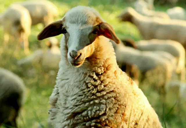 Ciência confirma a Igreja: O Bom Pastor ainda anda à procura das ovelhas  perdidas