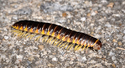 millipedes millipede greenhouse nc multitude blame rain basement rid polydesmida relative larger bertone ncsu turf bedbugs