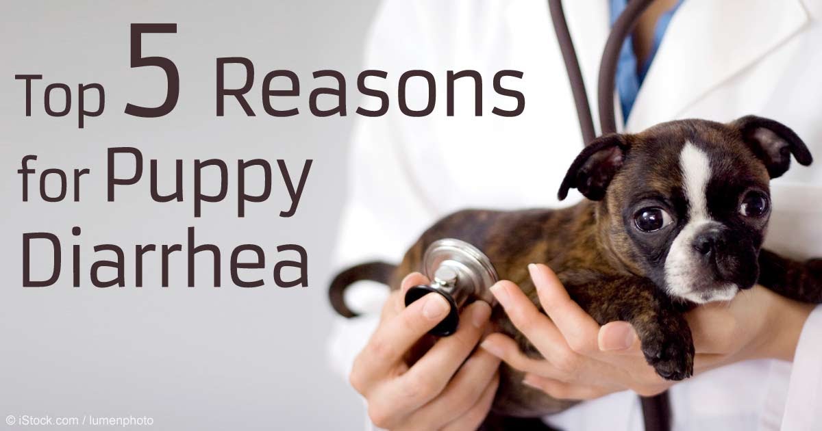 How to Stop Diarrhea in Dogs