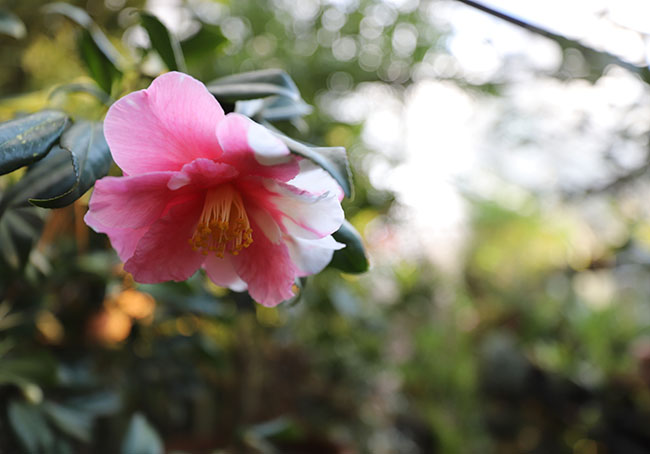 Winter Gardening Ramps Up - Book Reviews Pour In Winter Gardening Ramps Up - Book Reviews Pour In