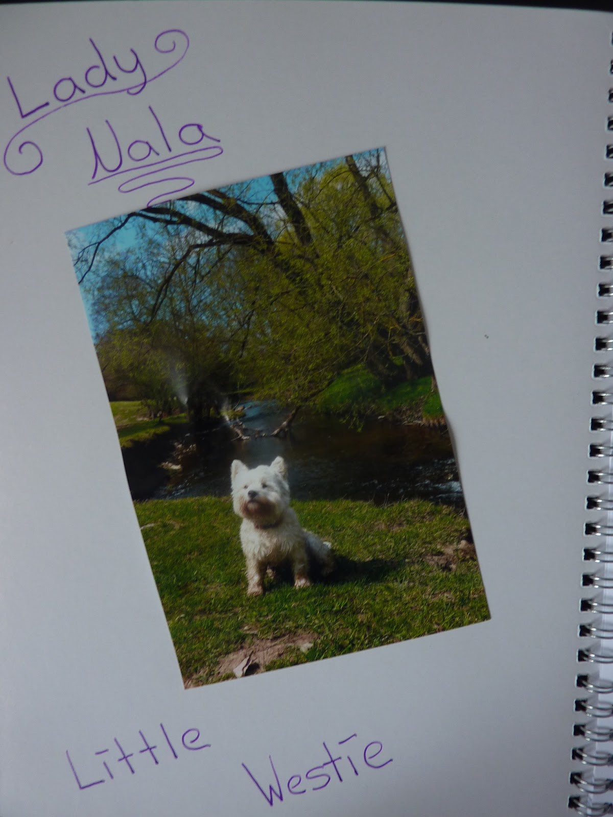 Lady Nala Little Westie 20130505