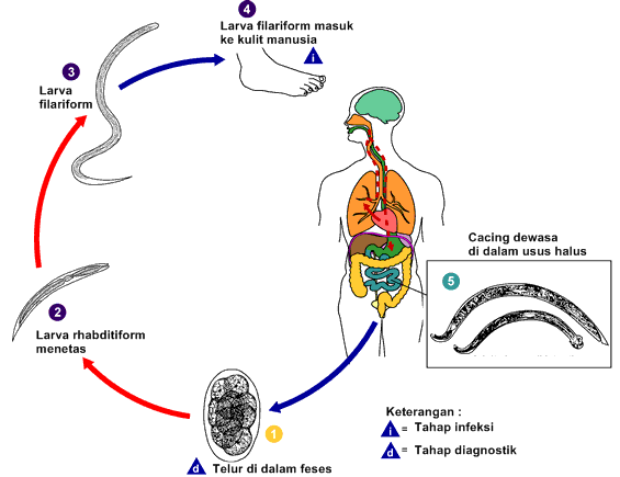 Siklus reproduksi nemathelminthes. szarvasmarha galandféreg Bika szalagféreg ciklus