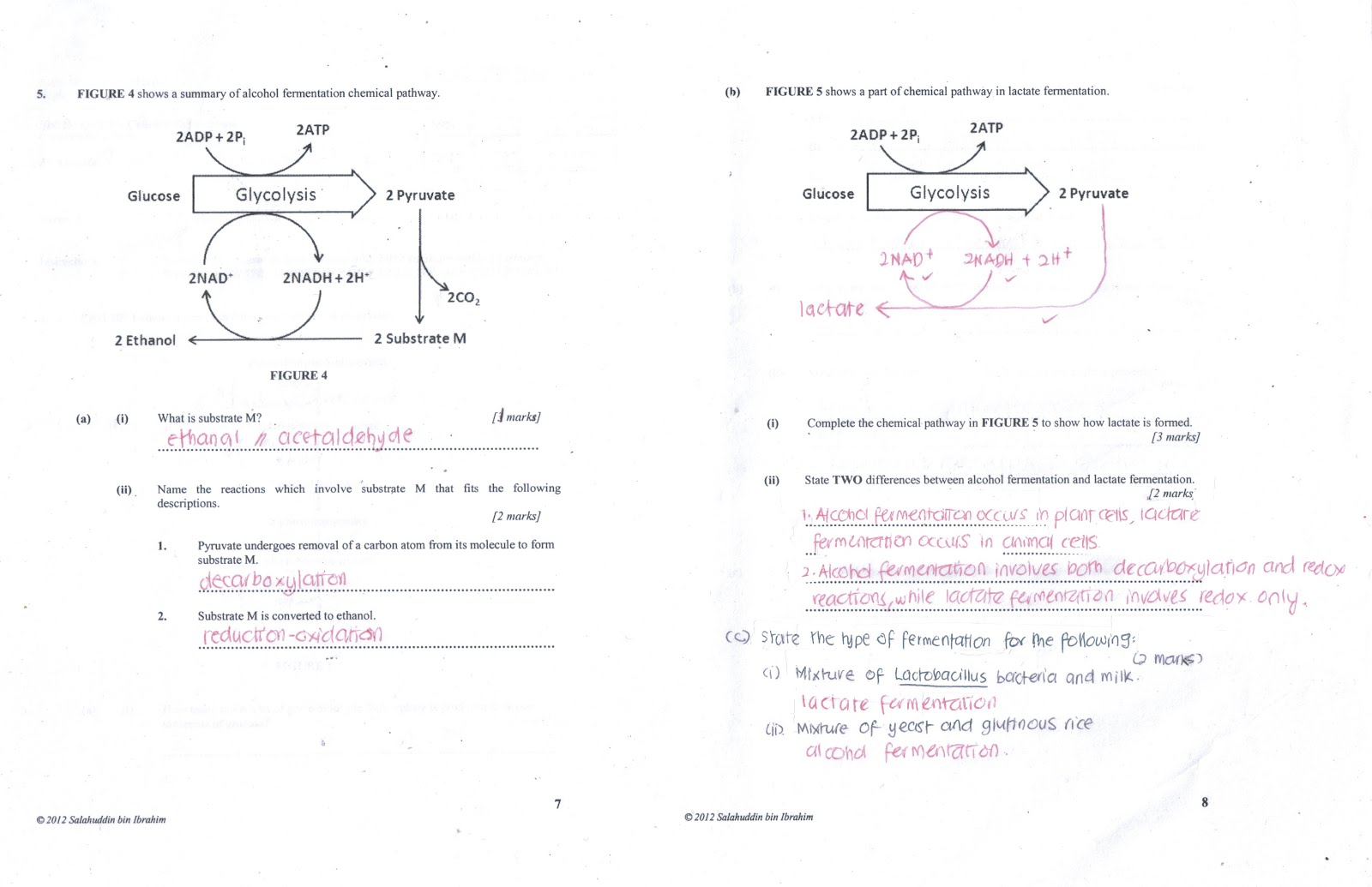 anxiousbiologist: Cellular Respiration. A sample quiz/test.