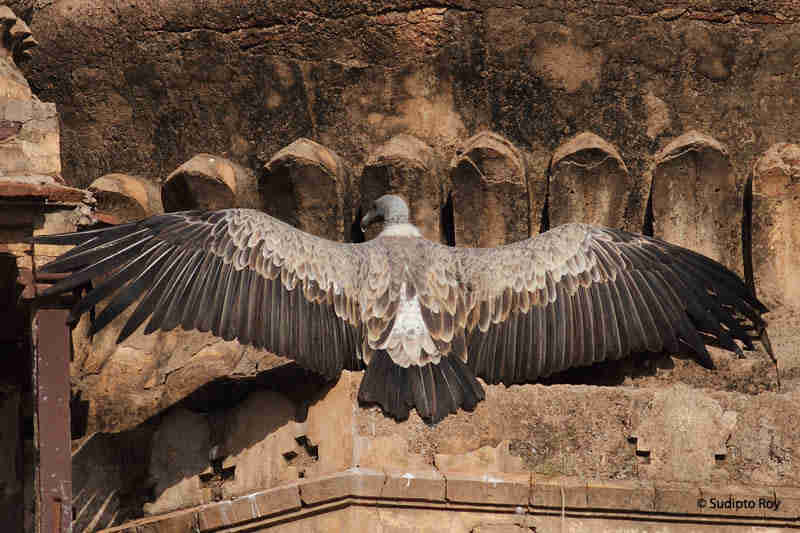 Long-Billed Vulture