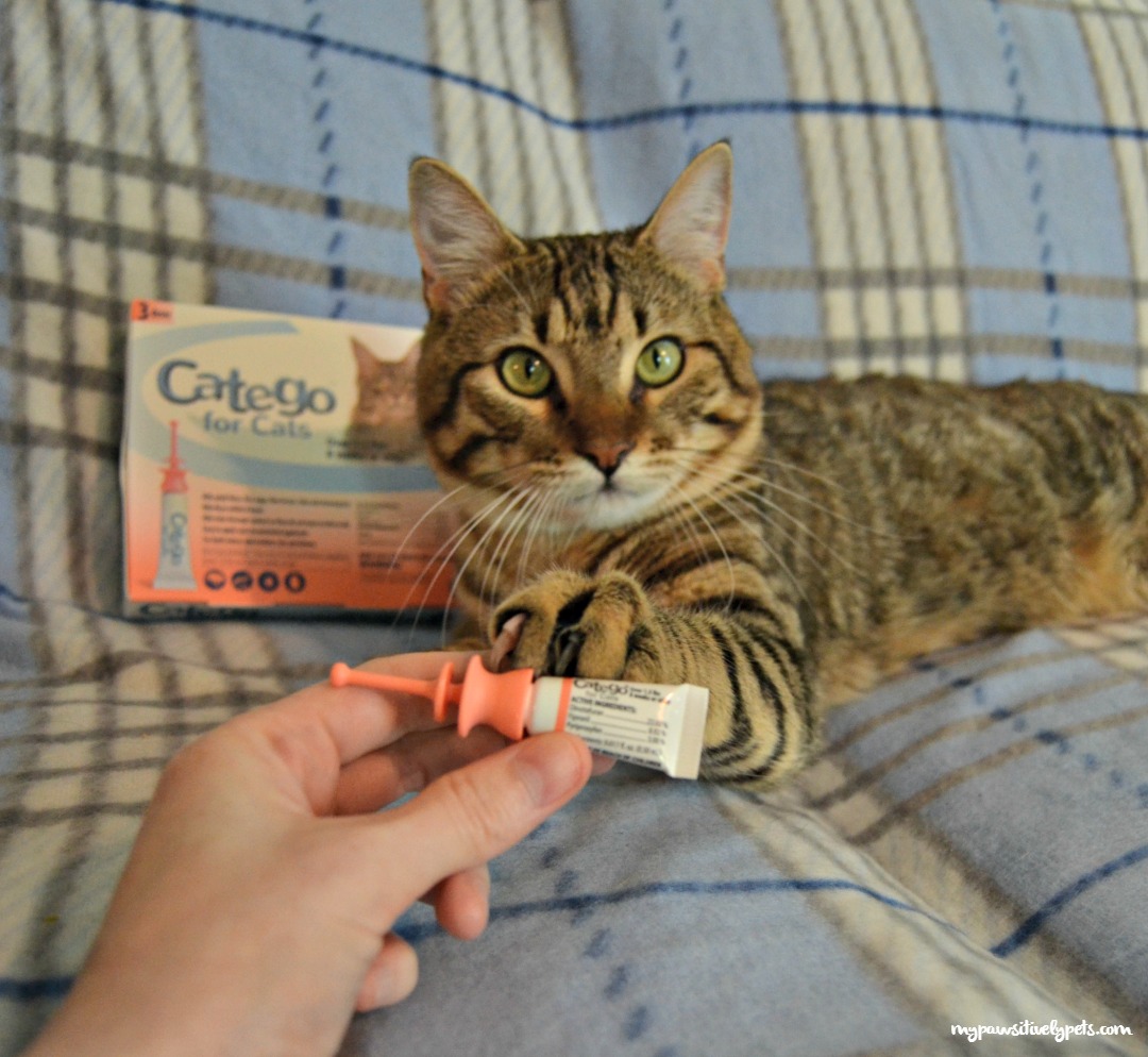 Take the Stress Away with Feliway® for Cats Pawsitively Pets