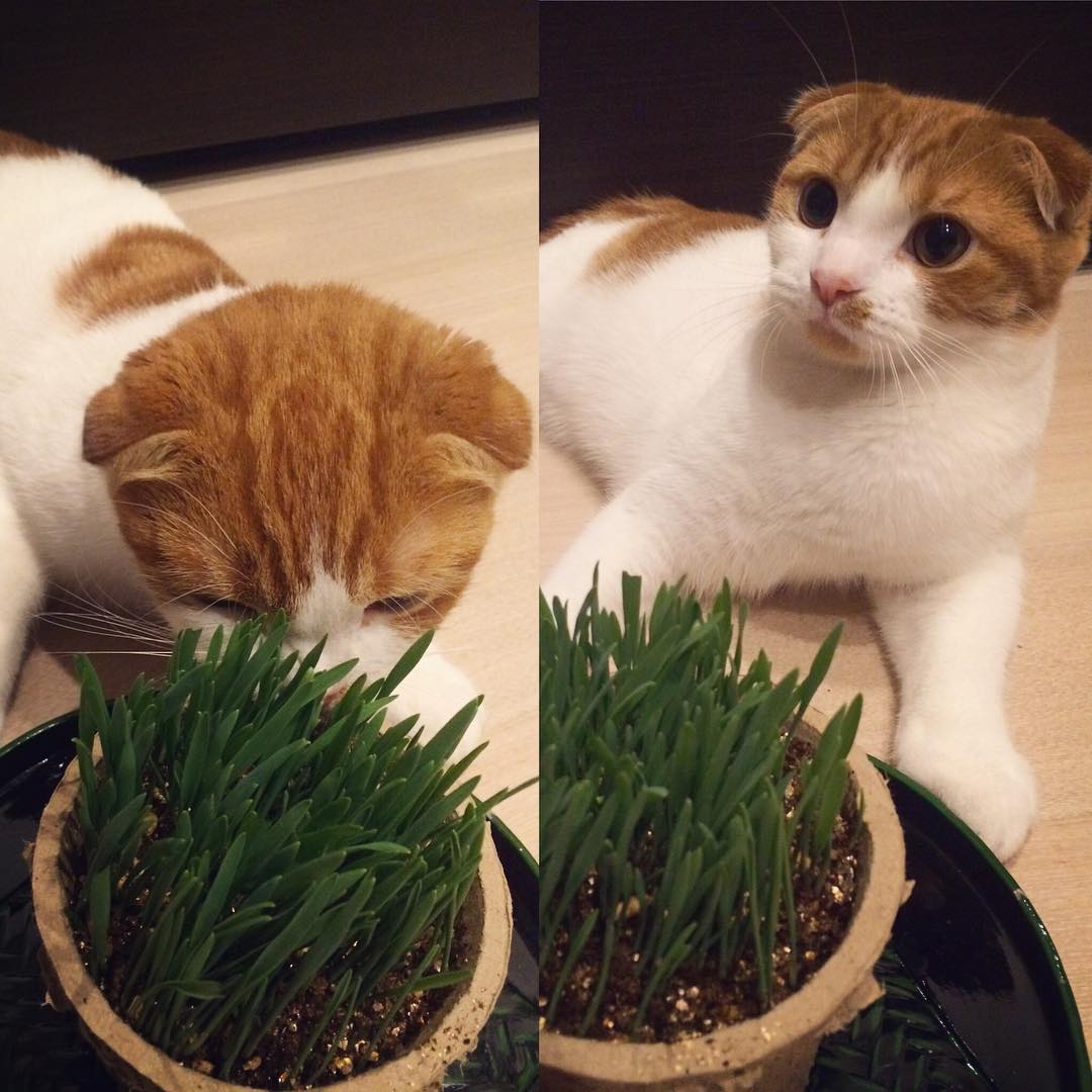 강지영네 고양이 | 인스티즈