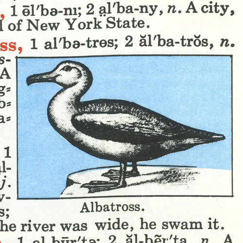 albatross by Dylan Todd