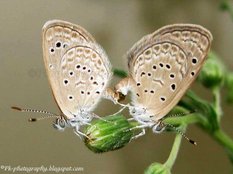 Pale Grass Blue Butterfly Nature, Cultural, and Travel Photography Blog