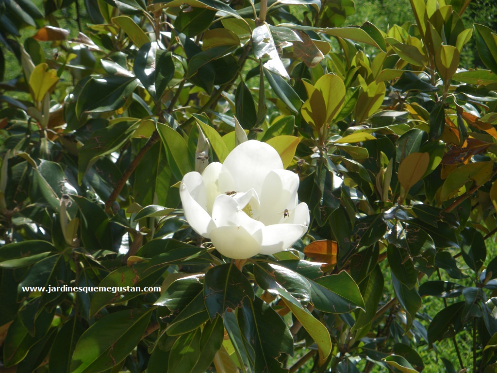 Jardines Que Me Gustan: El valor de la flor del Magnolio