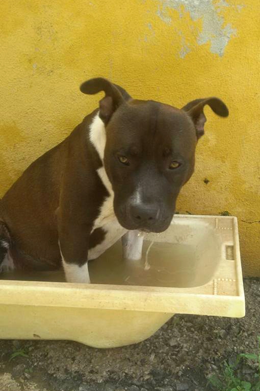 Un Pit Bull Per Amico ADOTTATO!!! JASON Pit Bull maschio a Palermo (PA) QUANTO E' BELLO! Un Pit Bull Per Amico ADOTTATO!!! JASON Pit Bull maschio a Palermo (PA) QUANTO E' BELLO!
