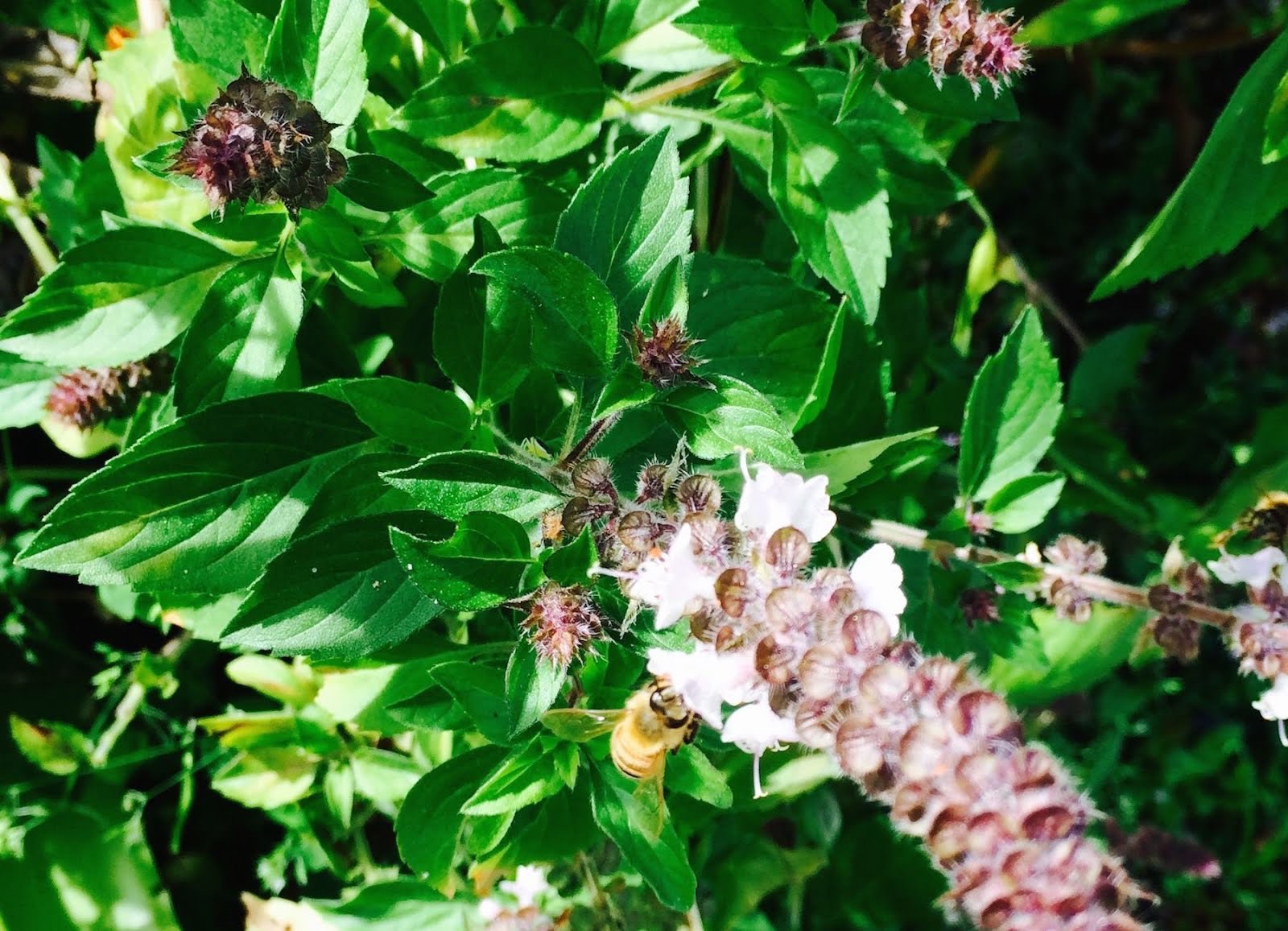 Bees And Other Pollinators Love These Flowering Plants Resilience