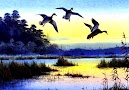 Bird Lake Nature Hd Wallpaper