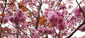 Paasiaisloma, paasiaisloma irlannissa, kirsikankukka, kirsikankukkia, kirsikkapuu, kirsikkapuu kukassa, vaaleanpunainen kukka