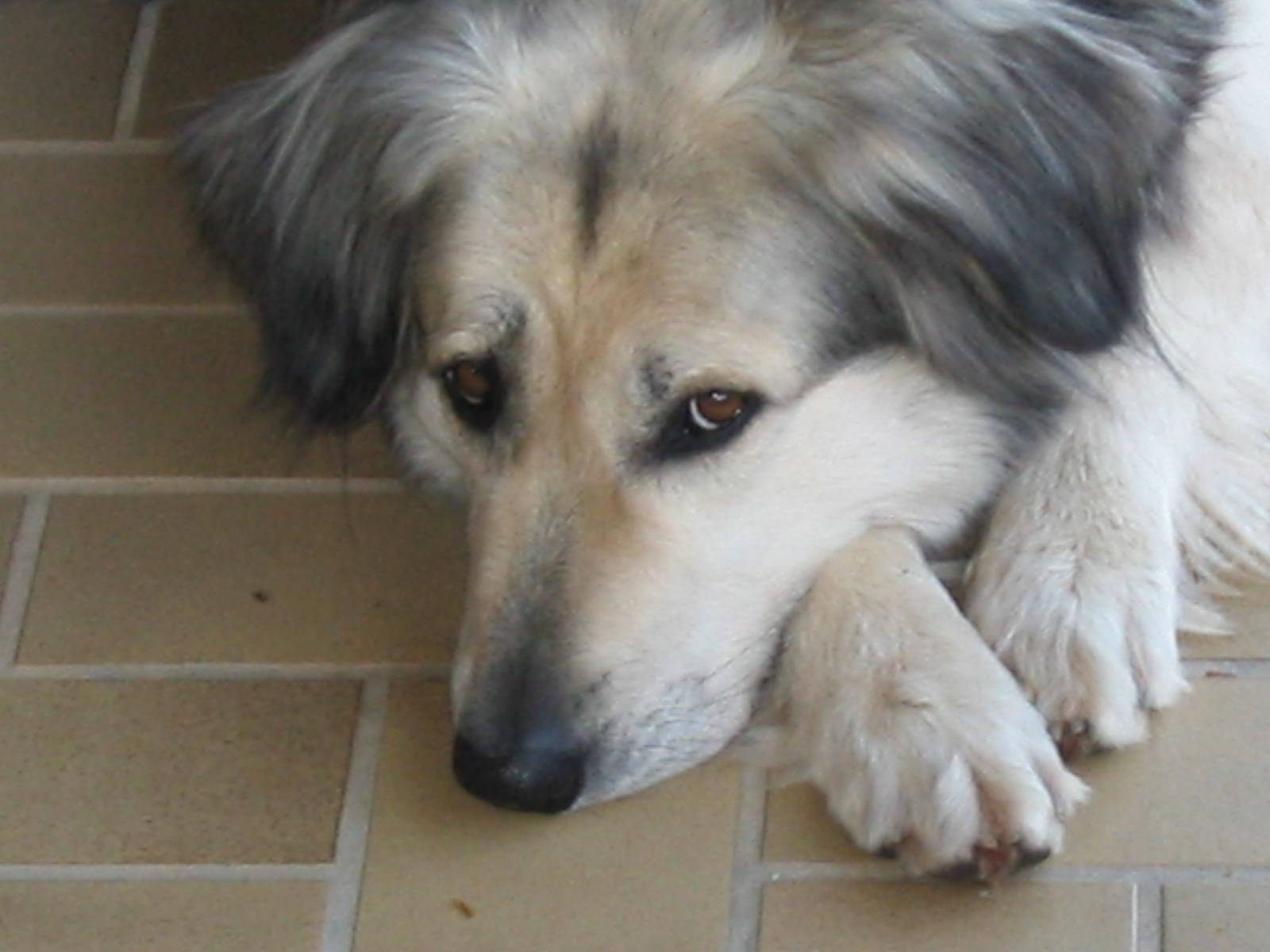 Überraschungspaket Hund ein Hundeblog der zeigt, wie unterschiedlich