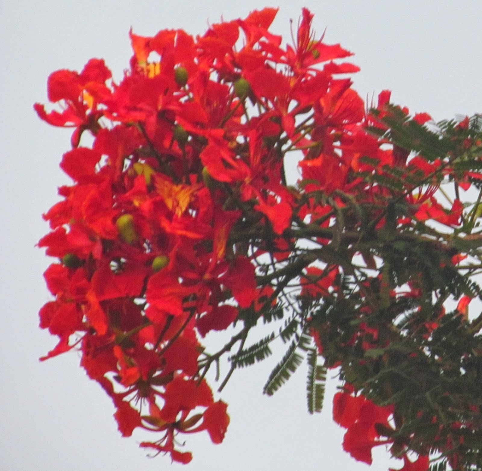 NATURAL & UNIQUE PHOTOGRAPHY GOLD MOHUR OR GULMOHAR