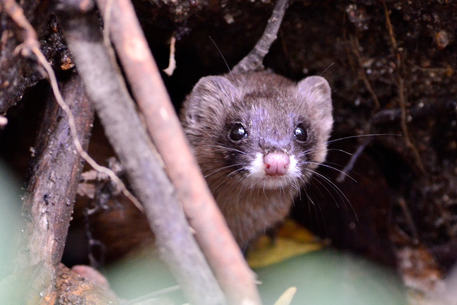 Wings 'n Things ニホンイタチ, Japanese Weasel and ミソサザイ, Winter Wren
