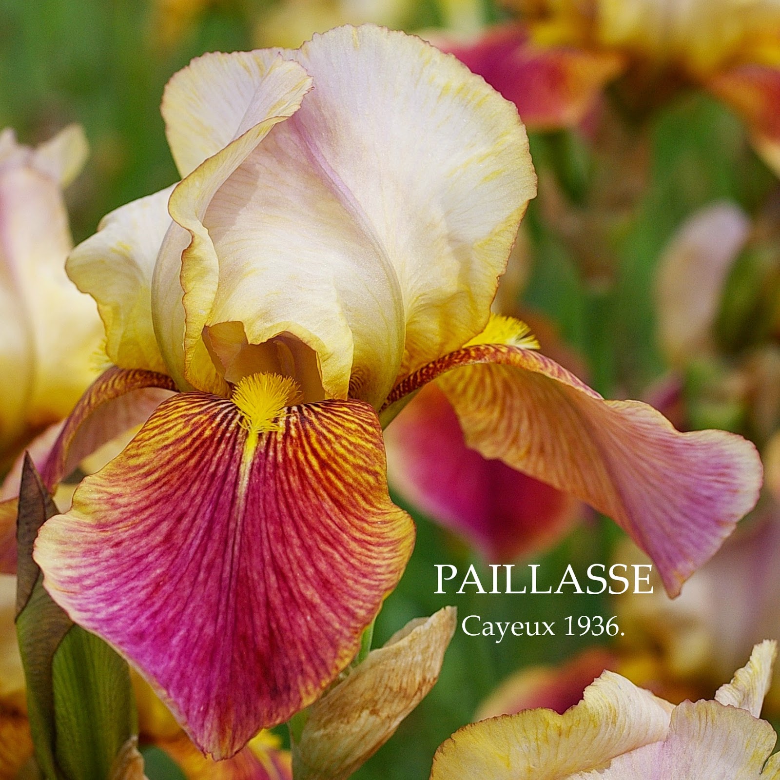 French Historic Tall Bearded Iris PAILLASSE HERITAGE IRISES