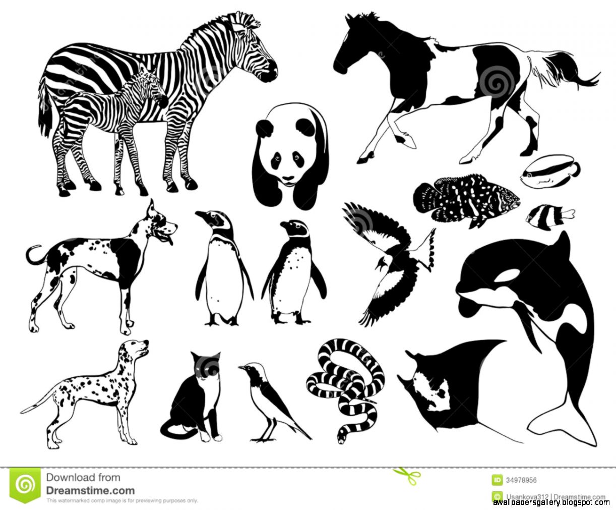 Black and white Animals Royalty Free Stock Photography   Image