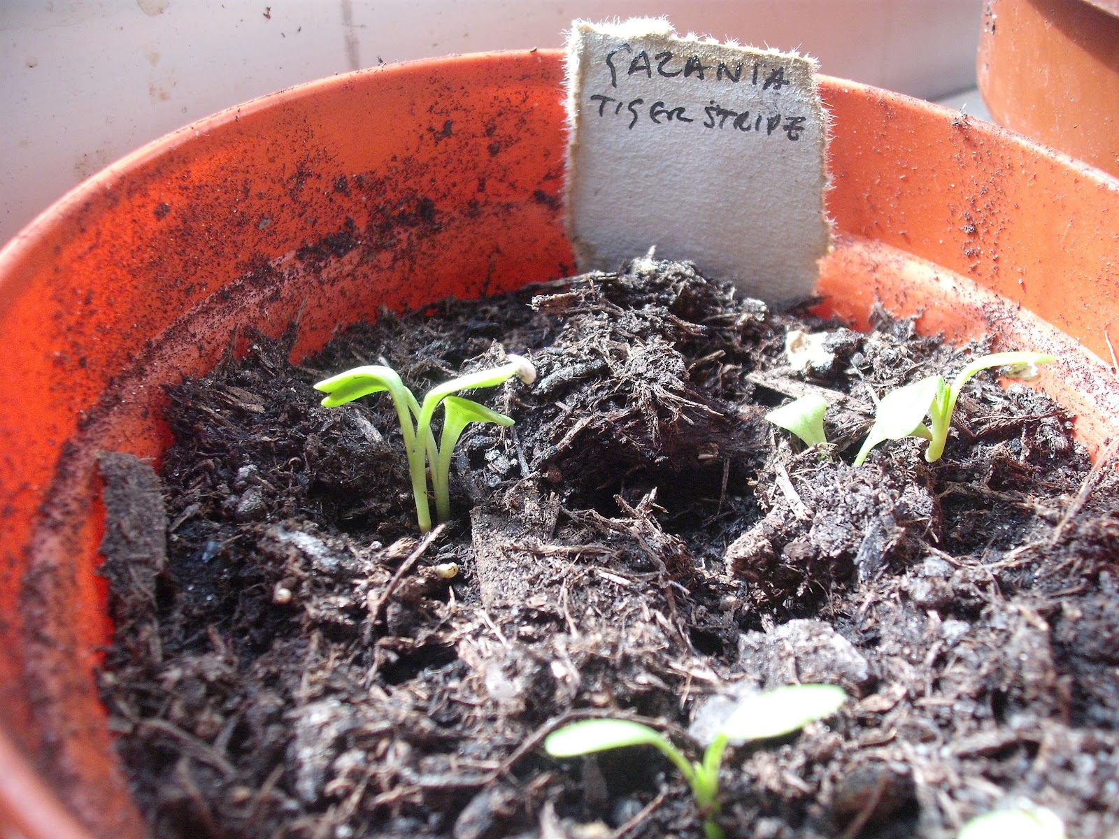 посадка гацании на рассаду