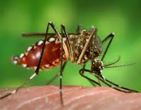 chikungunya symptoms /gejala chikungunya 