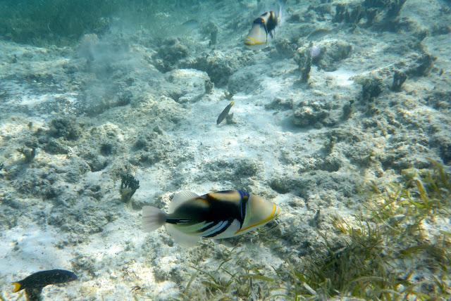 2016090112nouvelleCaledonie.JPG