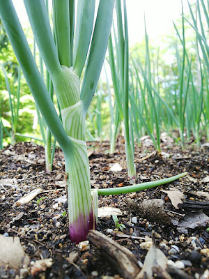 Onion。美味しい玉葱の肥料を使わない育て方