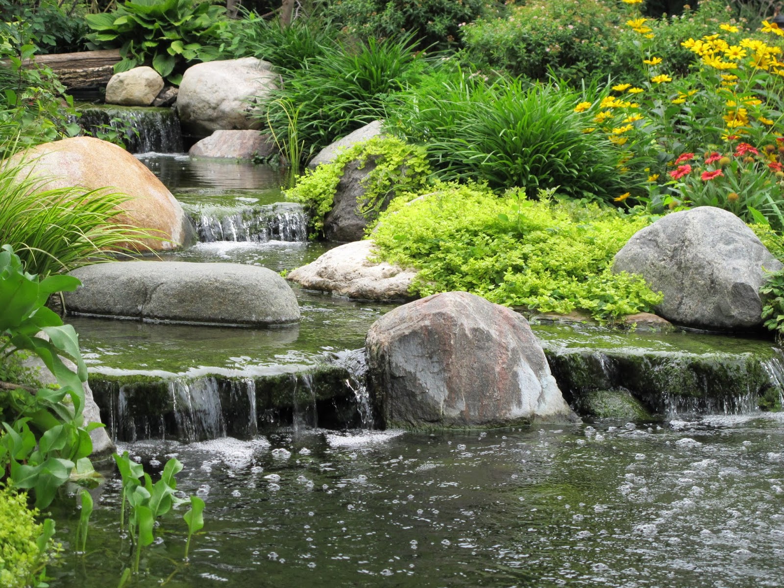 adding-plants-to-the-pond