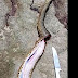 Moradores matam cobra sucuri após subida de rio em Nova Mamoré