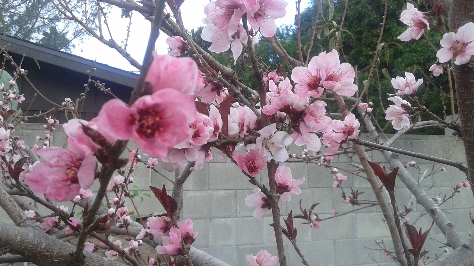 Top Five List Of Fruit Trees For San Diego
