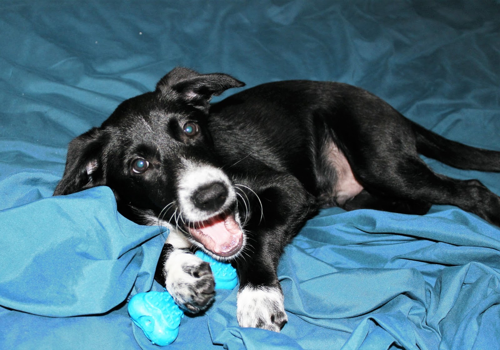 the-joe-filter-blog-how-to-get-rid-of-nasty-pet-odors-without-harsh