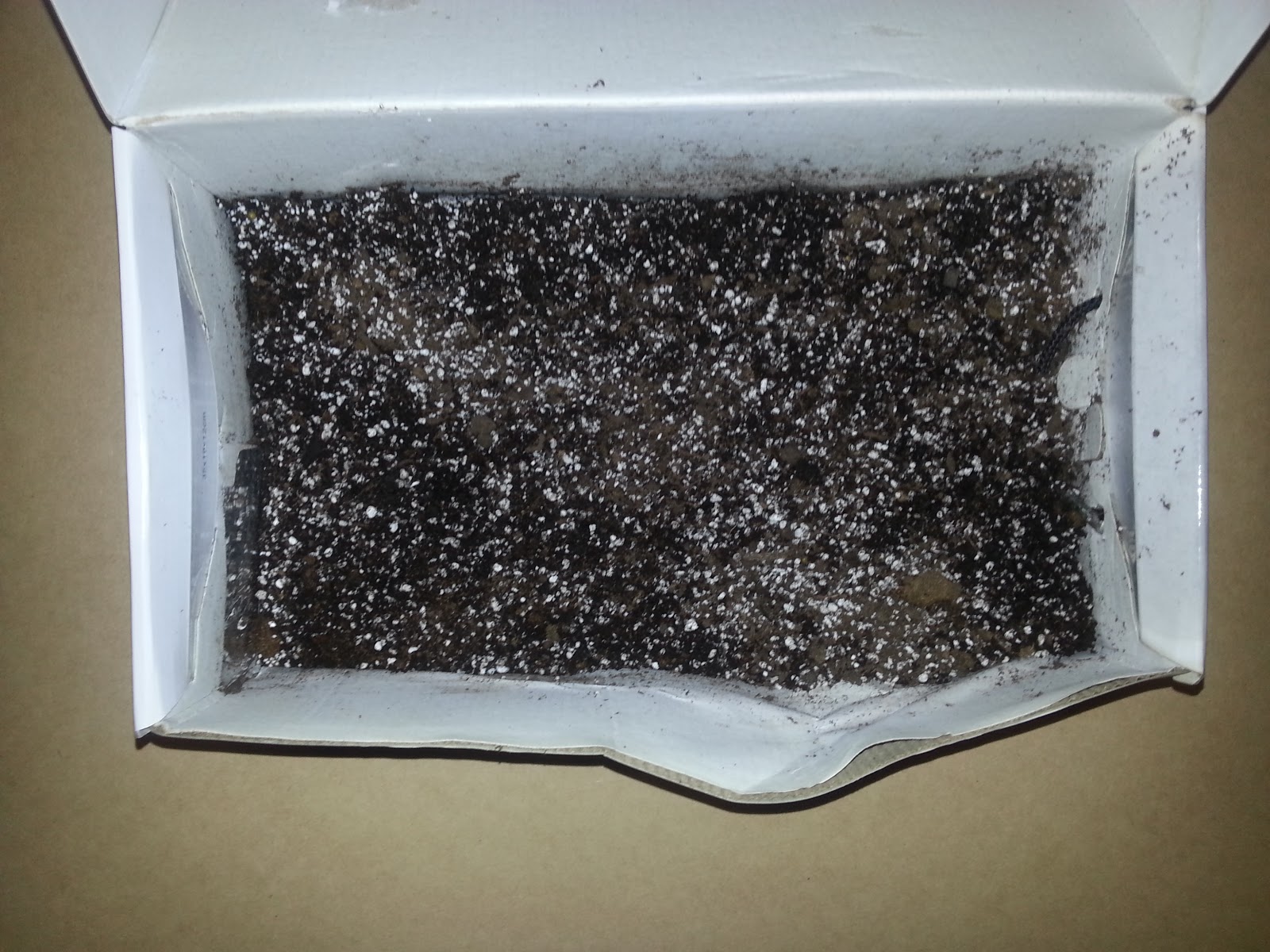 How to Root Green Fig Cuttings A Canberra Vegie Garden