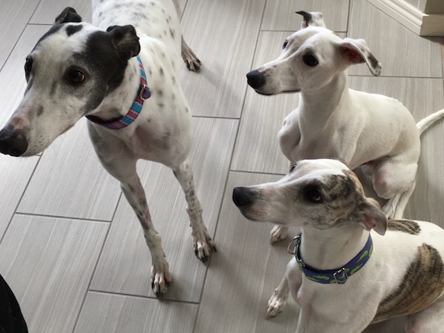 Resultado de imagen para whippet door waiting