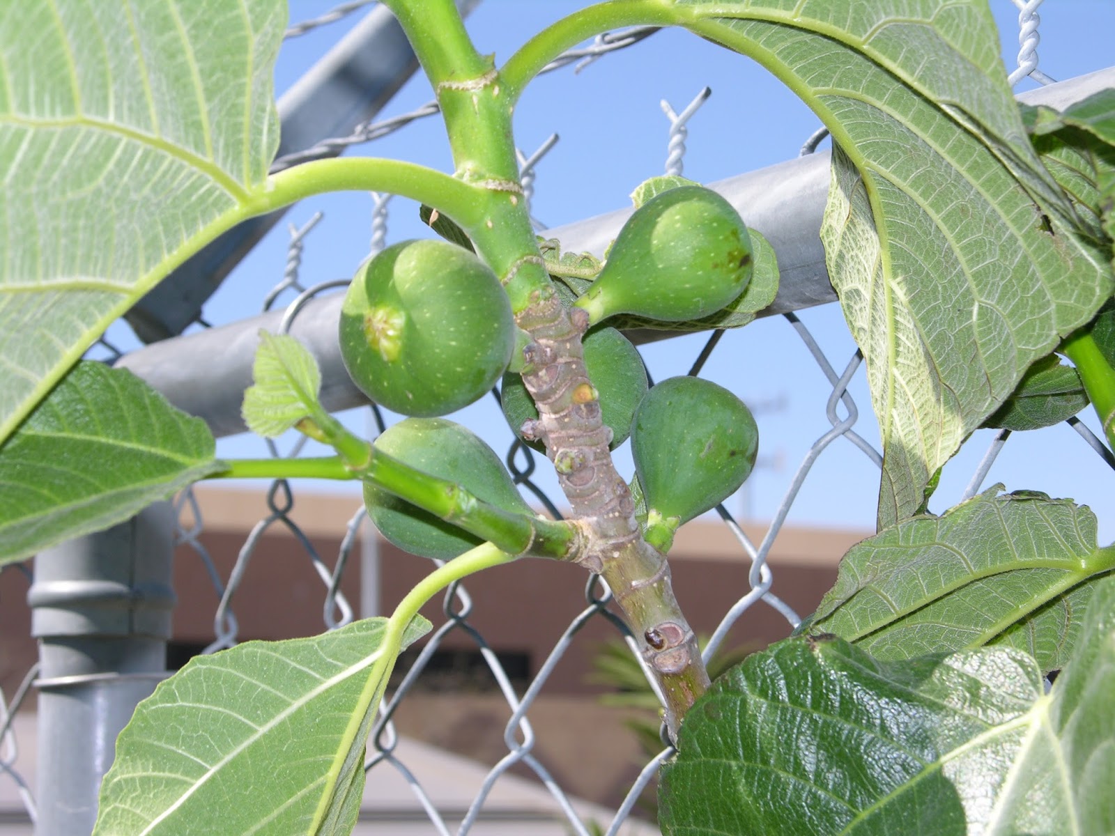 Xtremehorticulture of the Desert Figs Not Ripening