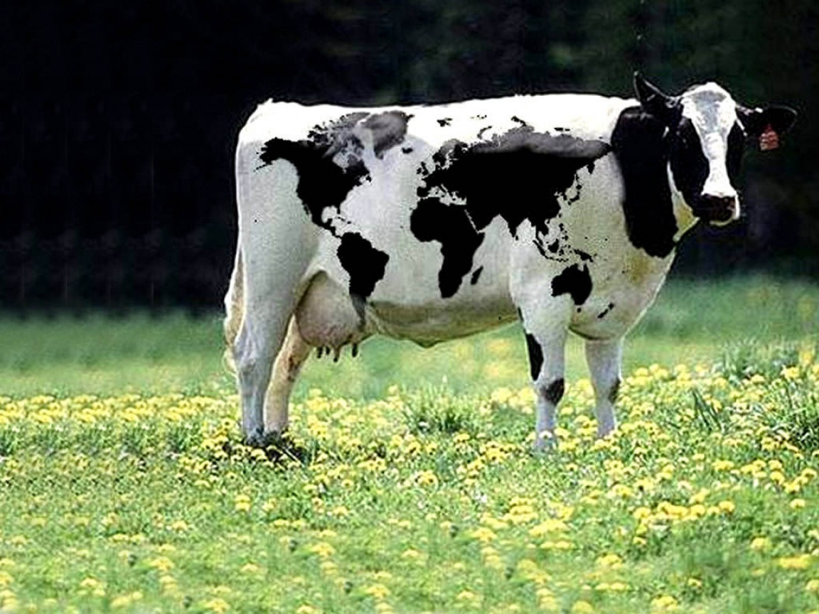 Сама пестр. Чалая корова. Тагильская порода коров. Аргентинская корова. Американские коровы.