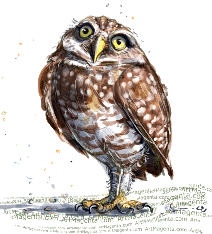Burrowing Owl sketch painting. Bird art drawing by illustrator Artmagenta