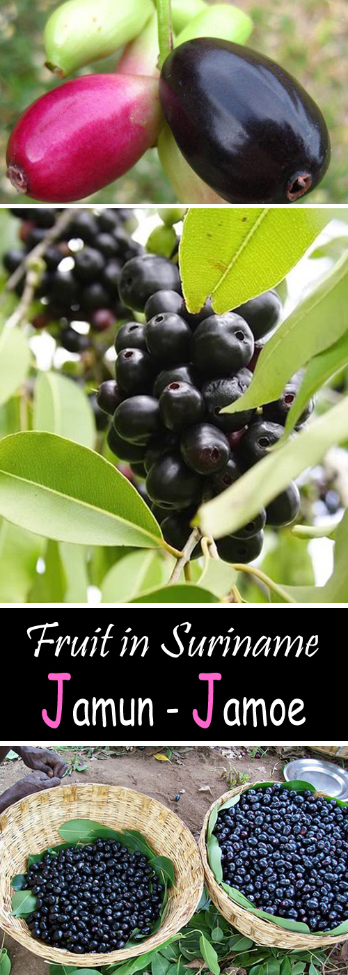 Where To Get Jamun Fruit In Usa How and Where to Grow Jambul/Jamun, Growing Jamun Plant - Everything