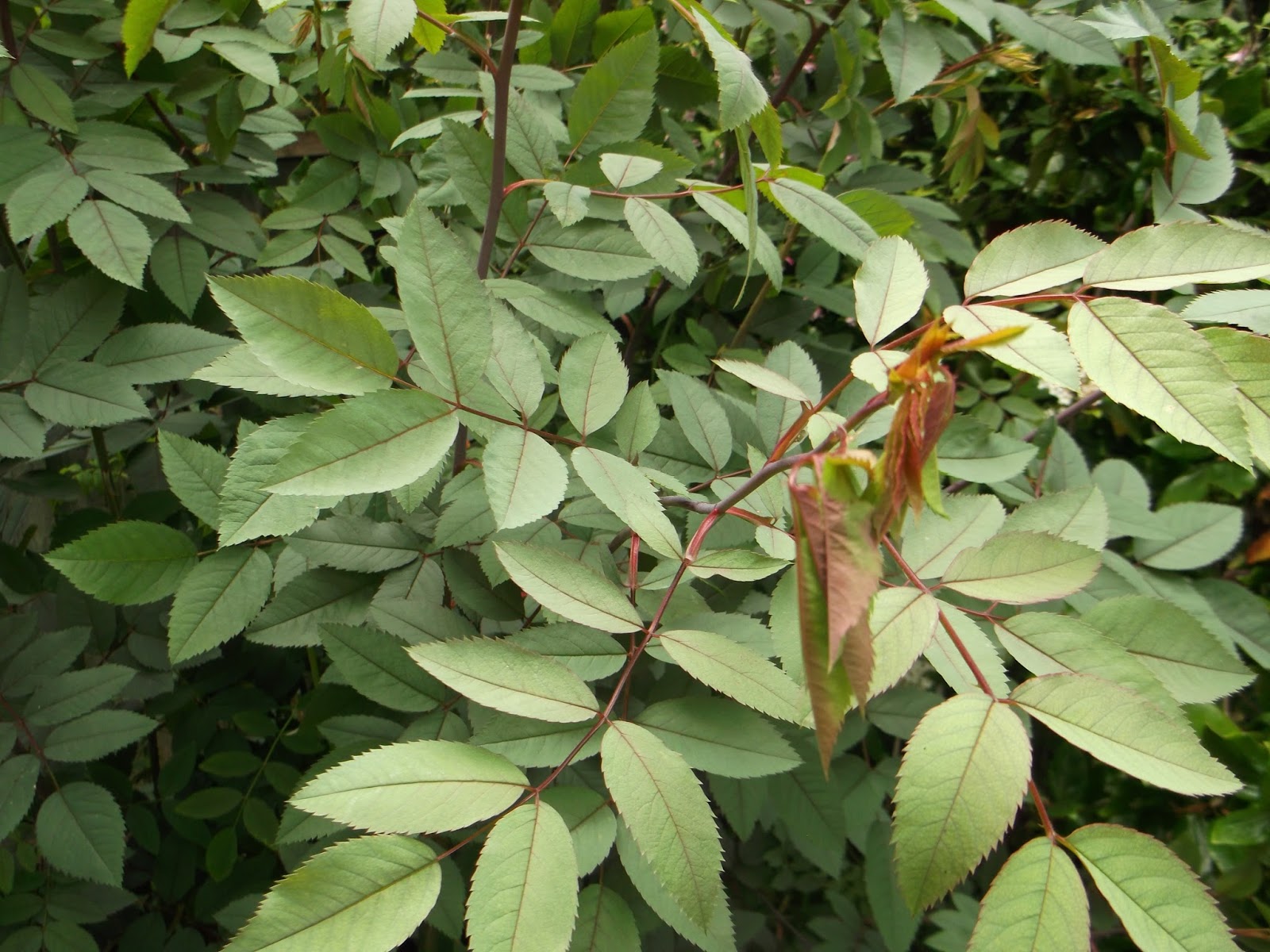 the-pruning-expert-pruning-the-shrub-rose-rosa-glauca