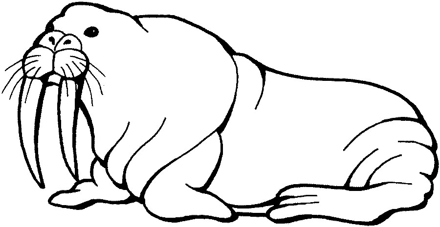 walrus coloring pages for kids - photo #12