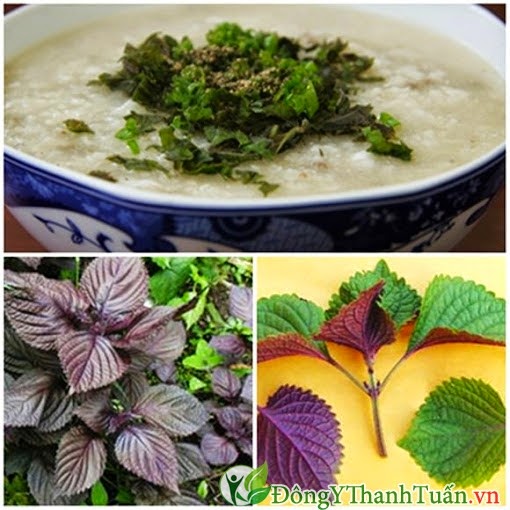 Cách chữa viêm họng nhanh nhất bằng lá tía tô