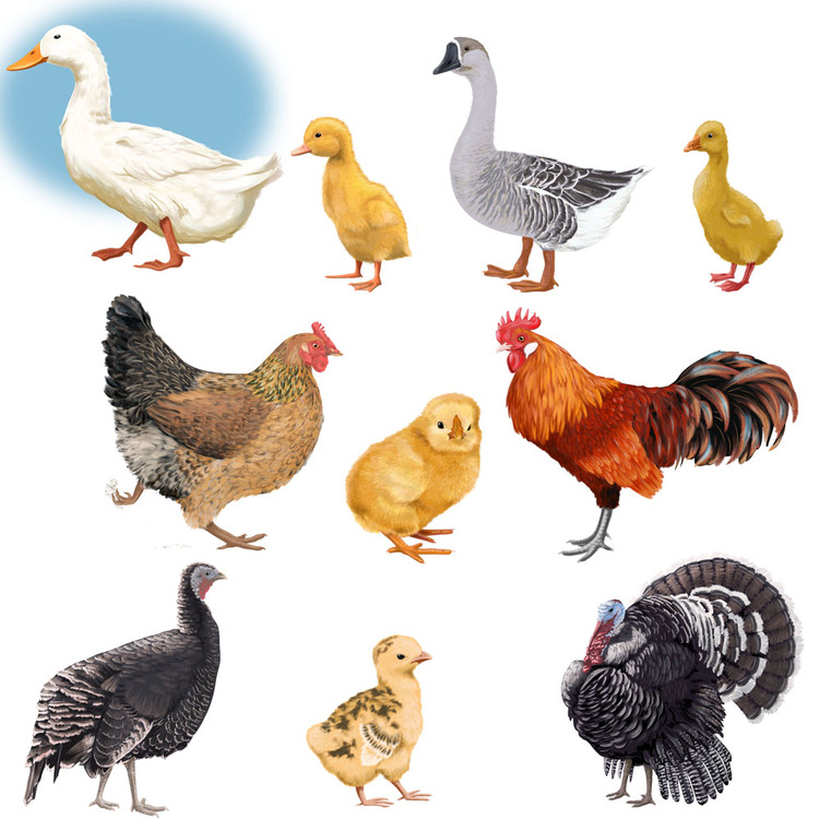 Домашние птицы и их детеныши картинки для детского сада