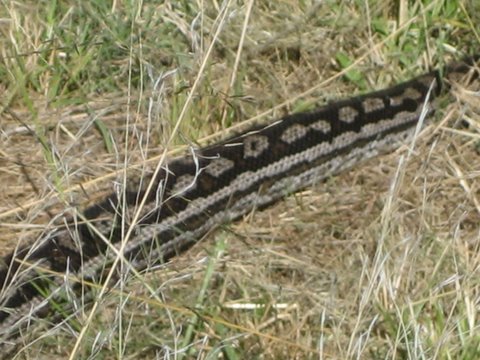 Ochre Archives: Inland Carpet Python